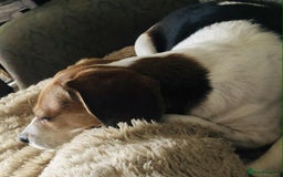 Beagle dogs for adoption: Poppy Beagle for adoption - Image 3