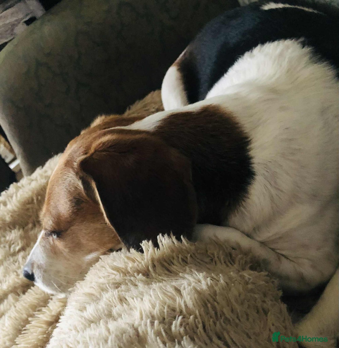 Beagle dogs for adoption: Poppy Beagle for adoption - Image 3