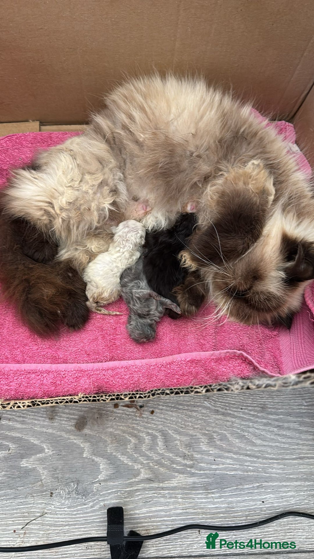 Persian cats for sale: Persian Kittens for Sale - Ready to go 19th Dec - Advert 8