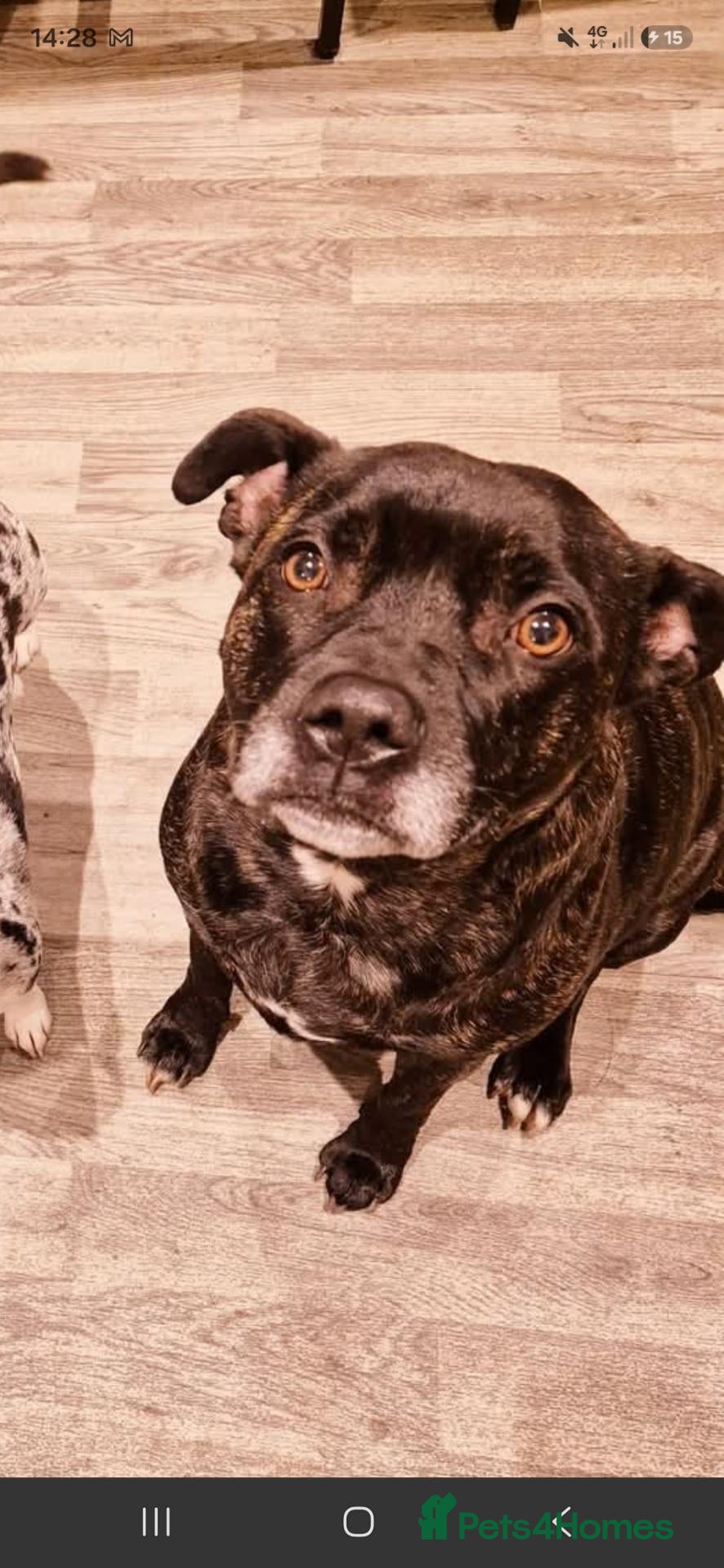 Staffordshire Bull Terrier dogs for sale: 5* home needed for Lola  - Advert 2