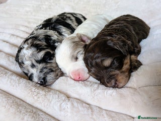 Bordoodle dogs Toy Bordoodles ❤️ - Advert 5