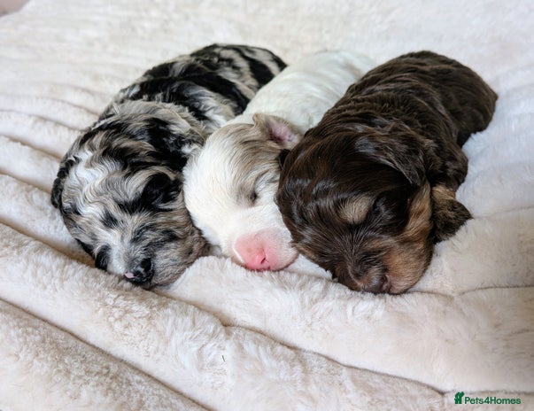 Bordoodle dogs Toy Bordoodles ❤️ - Advert 4