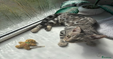Bengal cats - Advert 3