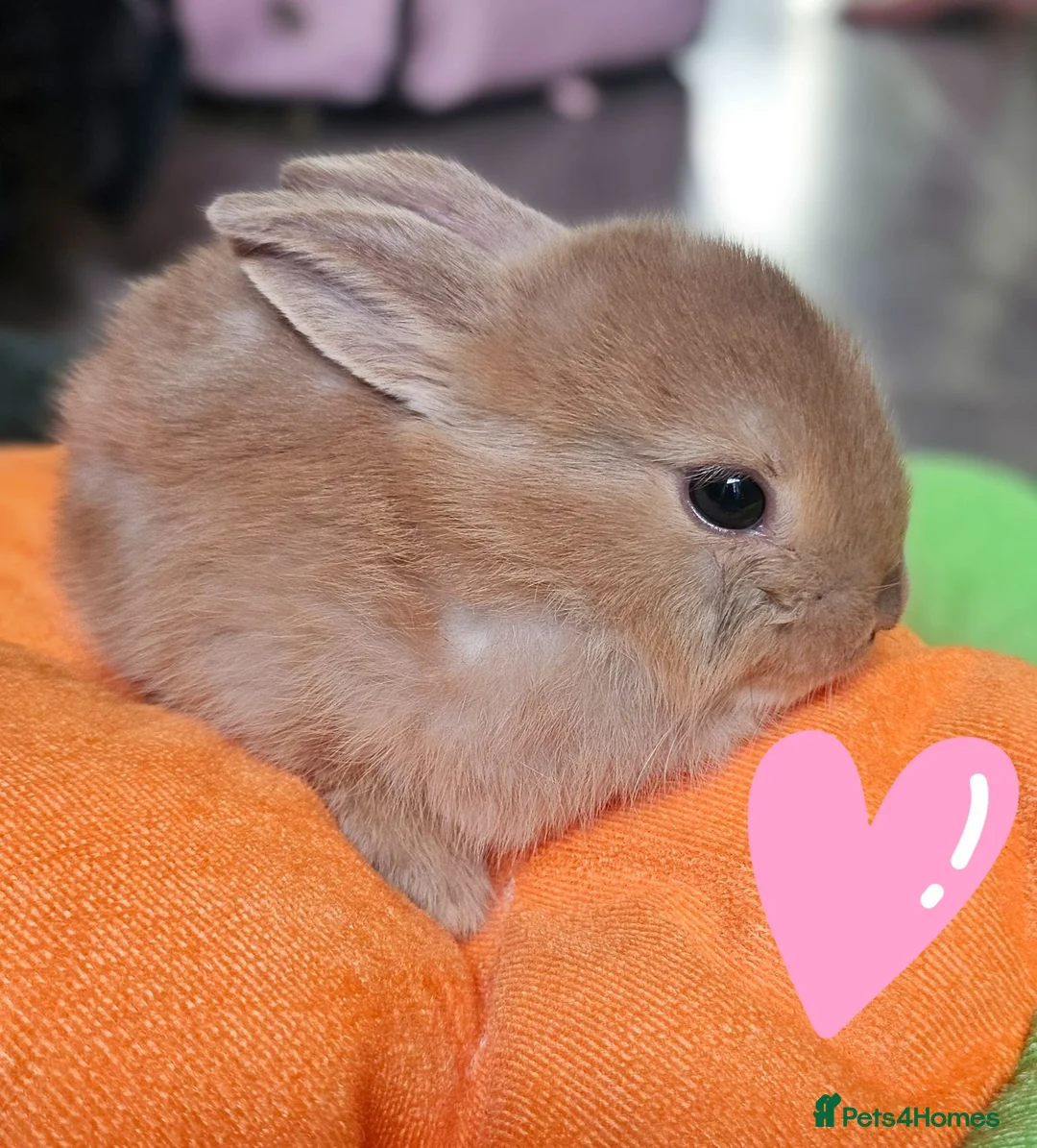 Mixed Breed rabbits for sale: Baby bunnies (Netherland dwarf cross Holland lop)  - Advert 8