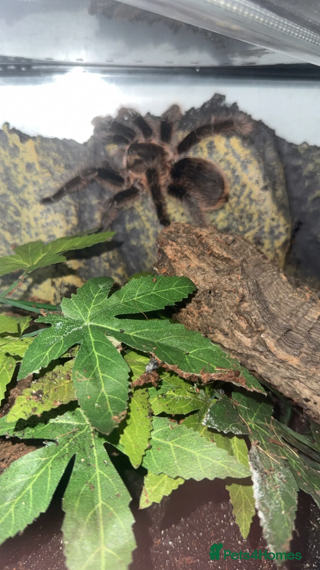 Tarantulas invertebrates for sale: Female curly hair with full setup in Harlow - Advert 3