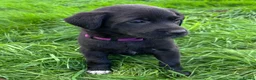 Mixed Breed dogs for sale: HUNTADOR PUPPIES READY FOR THEIR NEW HOMES!  - Advert 19