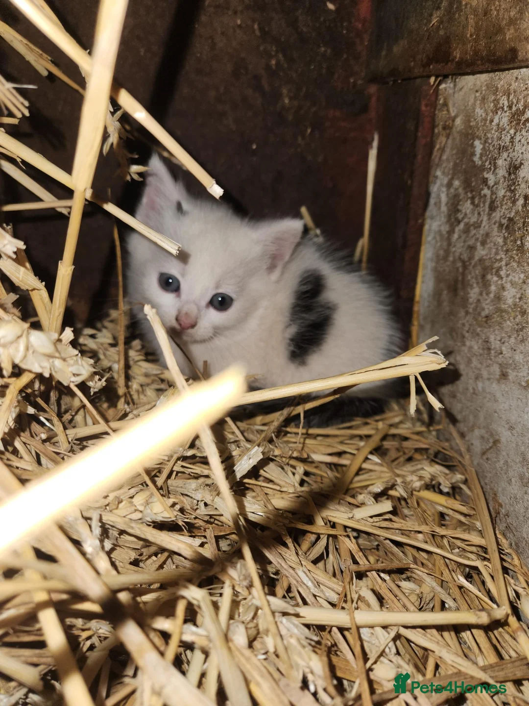 Mixed Breed cats for sale: Farm cats , as seen  in Brecon - Advert 2