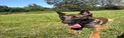 Belgian Shepherd Dog dogs for sale: 1 year old female Belgian malinos  - Advert 21
