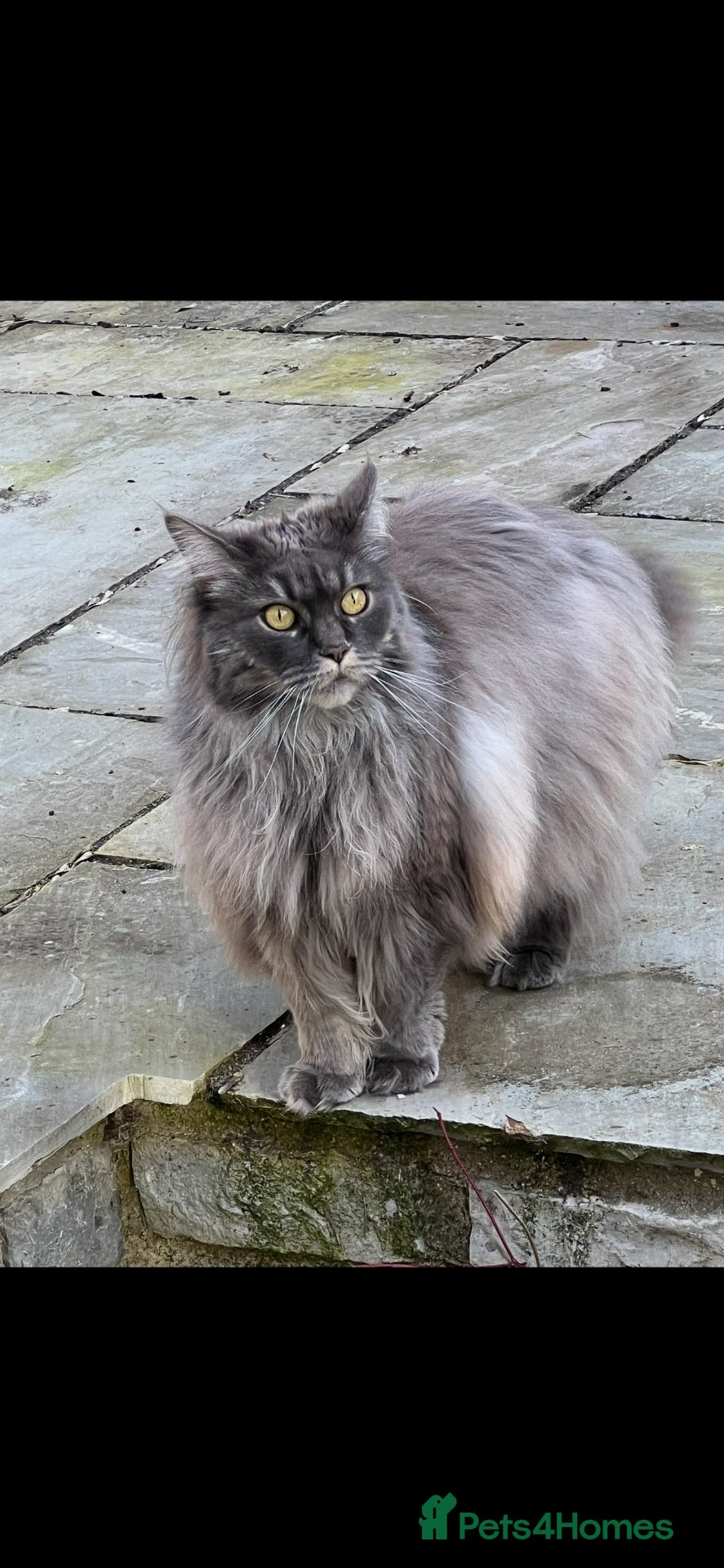 Maine Coon cats Maine Coon - Advert 2