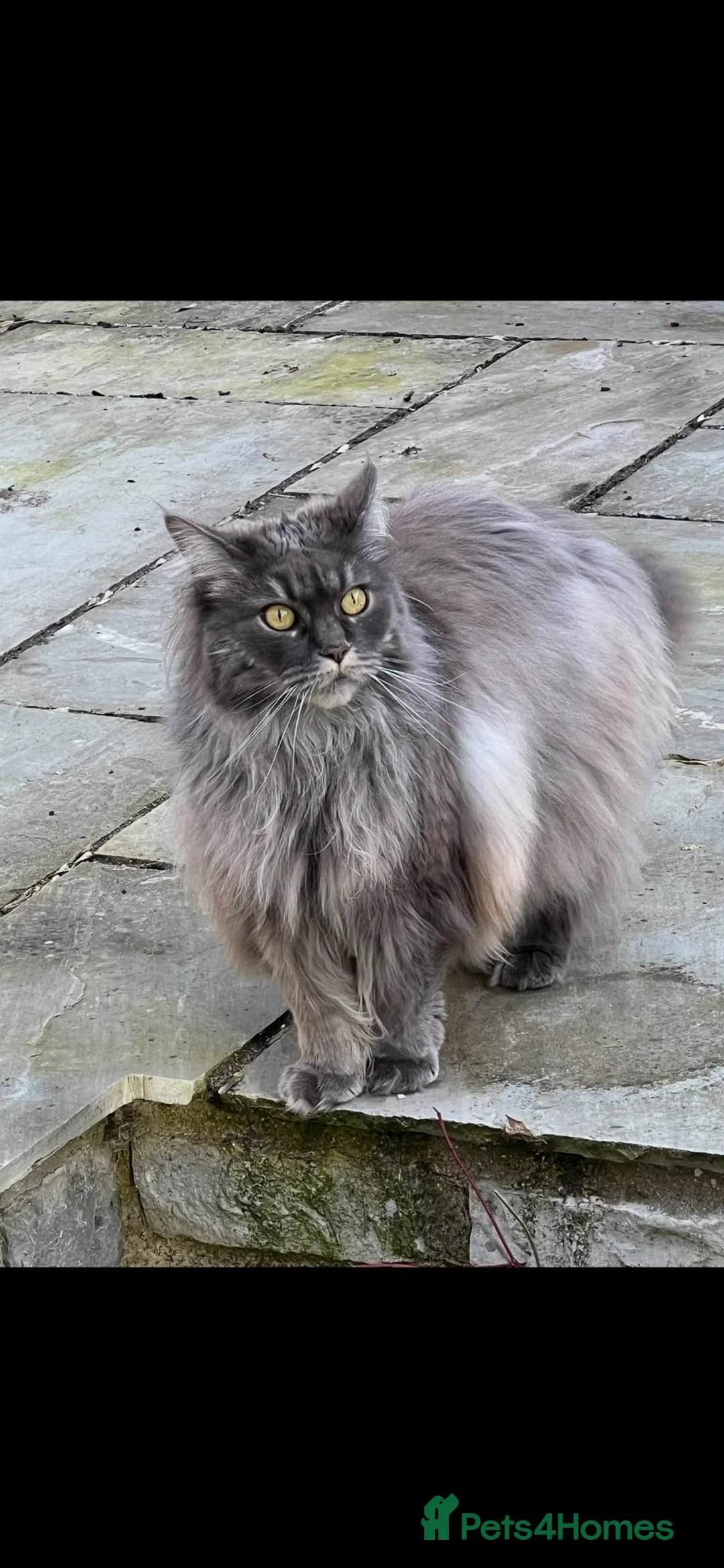 Maine Coon cats for sale: Maine Coon in Langport - Advert 1
