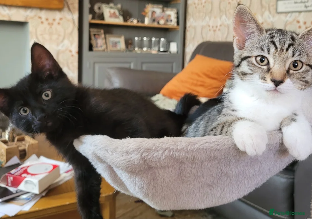 Domestic Shorthair cats for sale: Kittens in Grimsby - Advert 2
