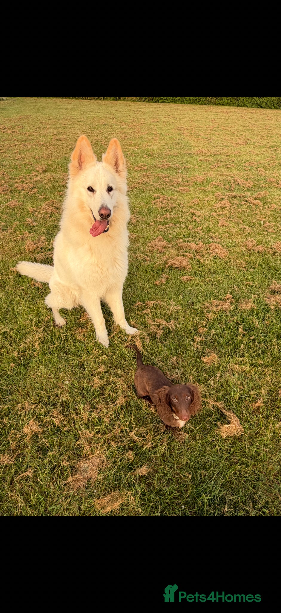 German Shepherd dogs White long haired German shepherd boy  - Advert 6