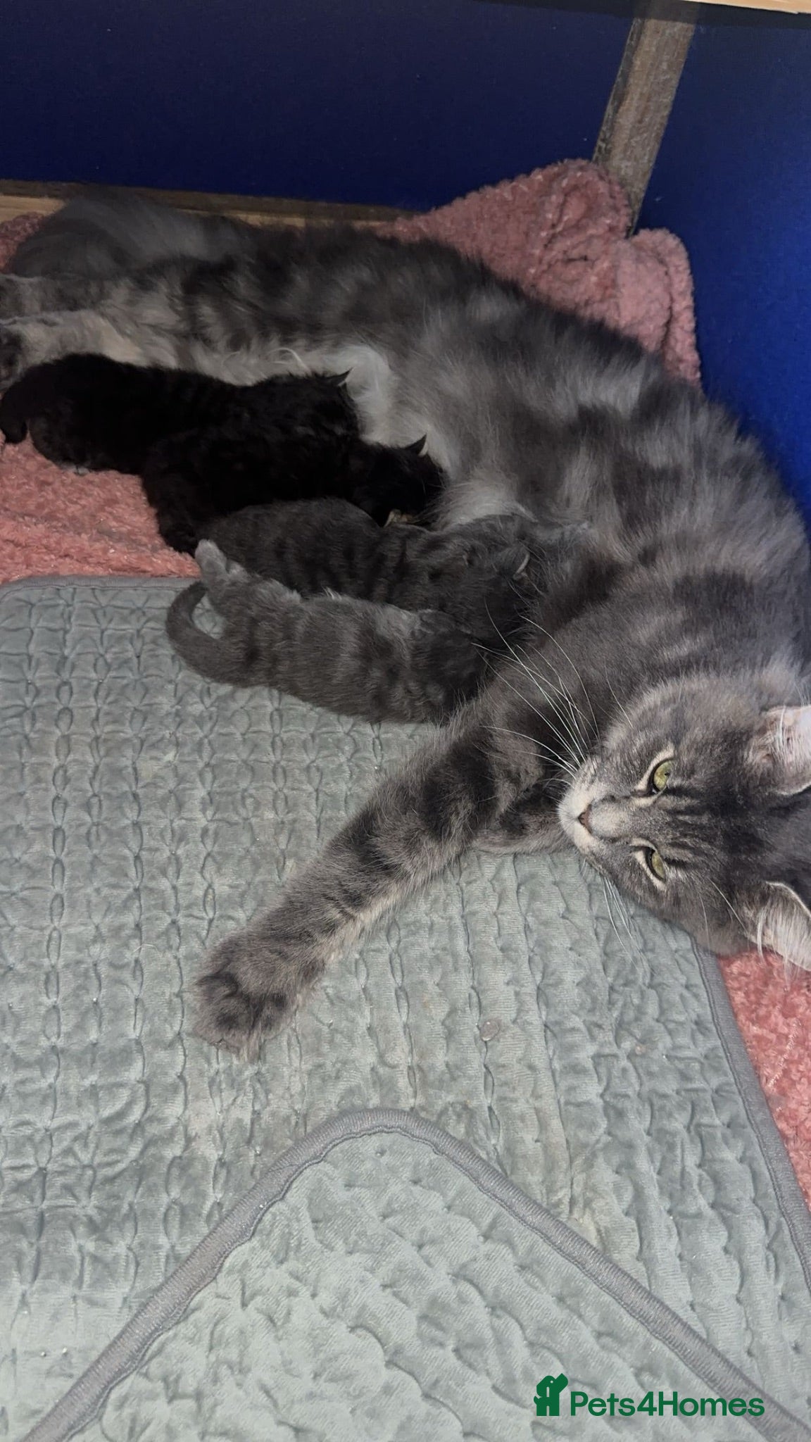 Maine Coon cats Maincoon kittens  - Advert 16