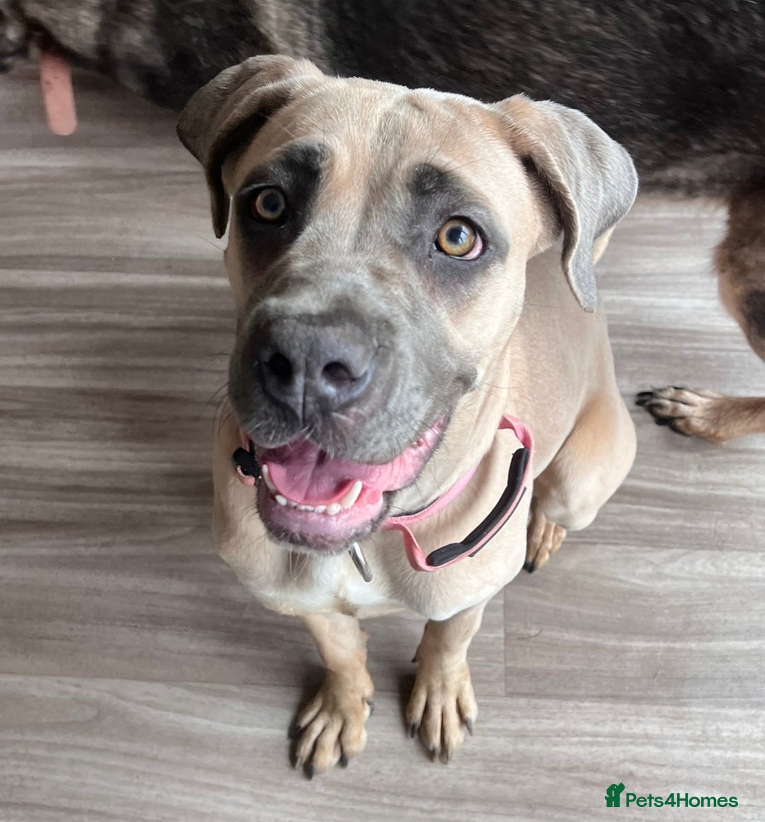 Cane Corso dogs for sale: Cane corso female - Advert 3