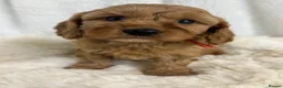 Cavapoo dogs for sale: ⭐ Top quality, health tested Toy Cavapoo babies ⭐ - Advert 9