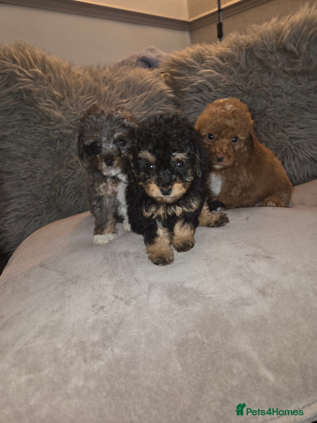 Toy Poodle dogs for sale: Beautiful Toy Poodle puppies - Image 8