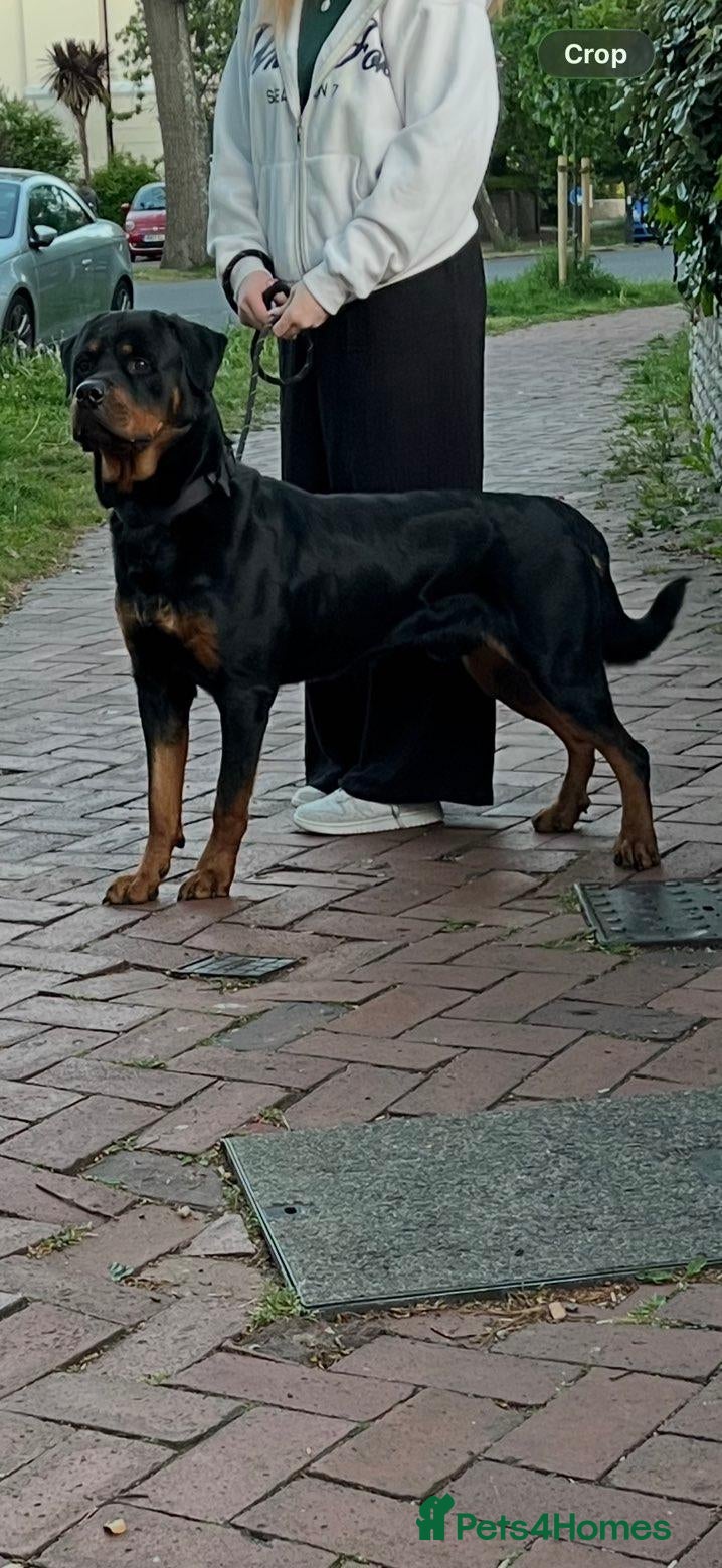 Rottweiler dogs Loving home needed for Hades 4 years old - Advert 12