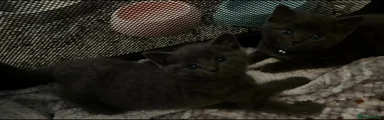Russian Blue 4