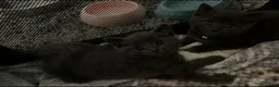 Russian Blue cats for sale: Four beautiful Russian blue kittens ❤️ - Advert 12