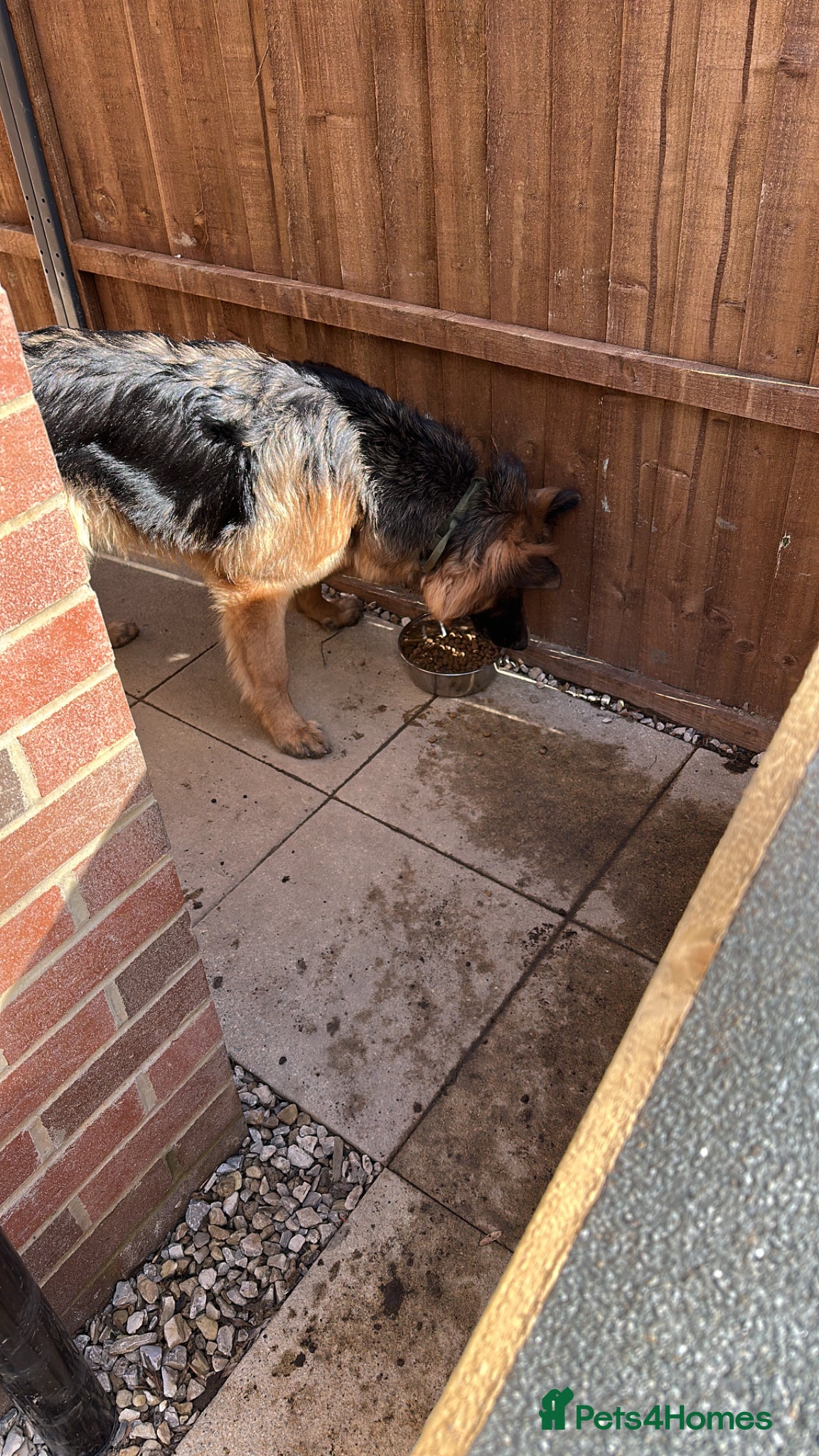 German Shepherd dogs German shepherd male 8 m - Advert 1