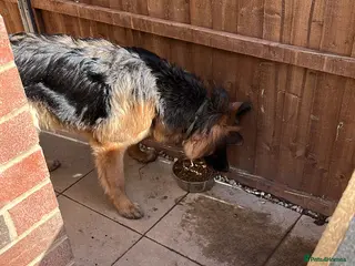 German Shepherd dogs German shepherd male 8 m - Advert 1