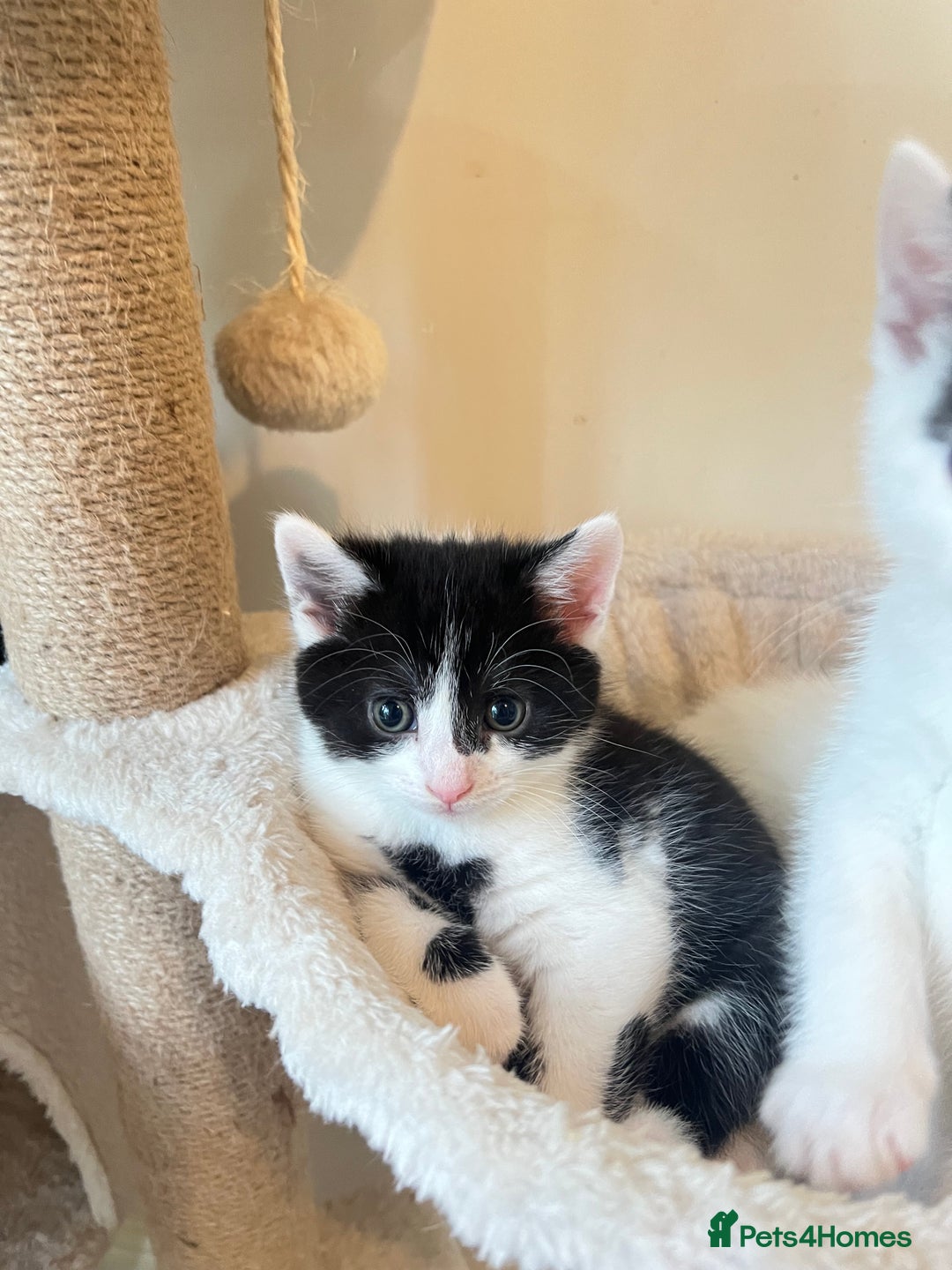 British Shorthair cats for sale: Kittens for sale - Image 16