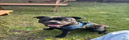Staffordshire Bull Terrier dogs for stud: KC Registered Staffy for Stud 🐾  in Morpeth - Advert 3