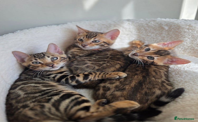Bengal cats - Advert 7