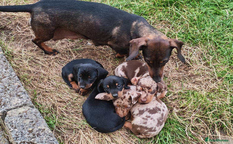 Dachshund dogs - Advert 4
