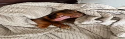 Miniature Dachshund dogs for stud: Rolo the long haired dachshund  - Advert 4