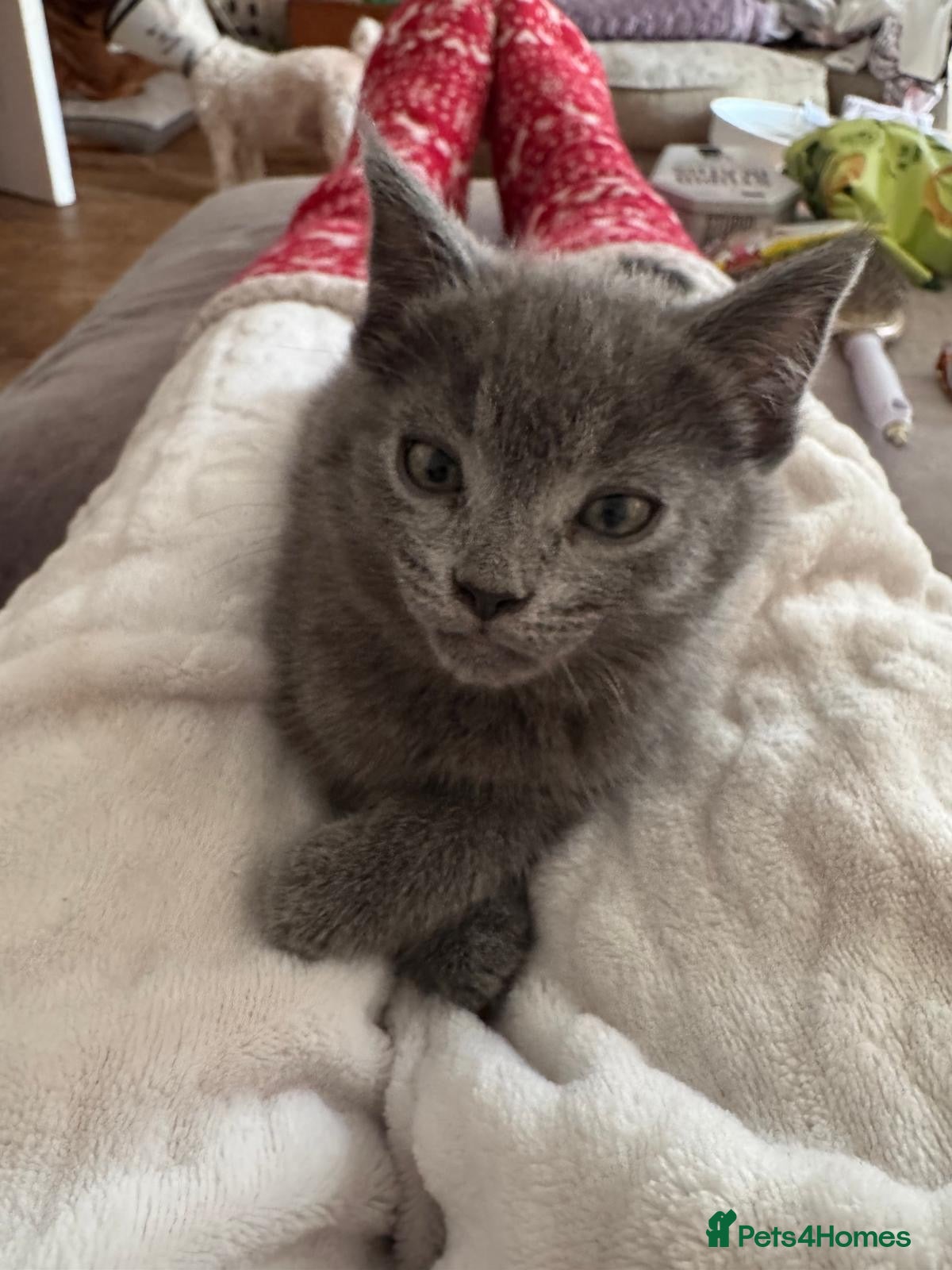British Shorthair cats 5 beautiful kittens  - Advert 2
