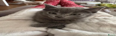 British Shorthair 1