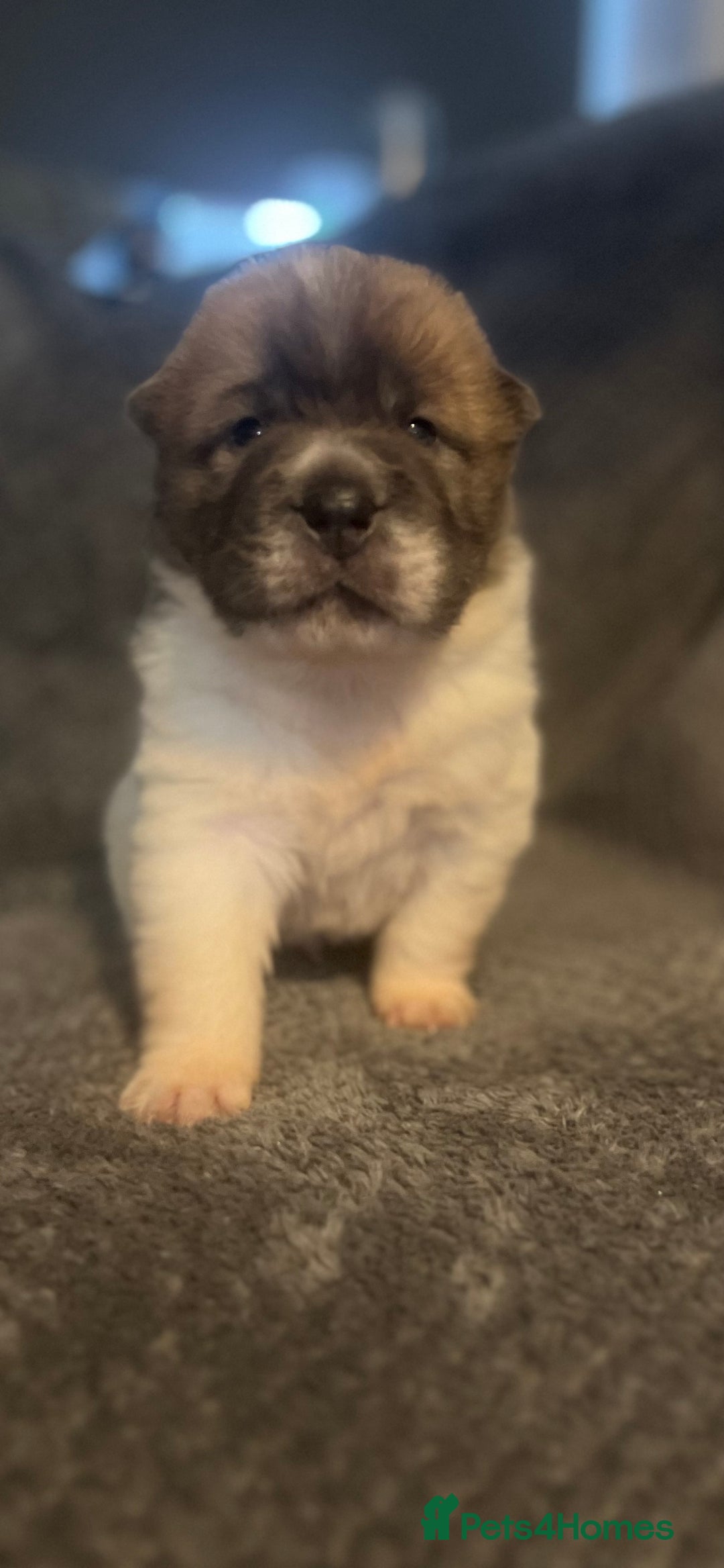 Shar Pei dogs for sale: Ready now amazing bear coat !!!!  - Advert 34