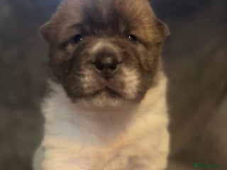 Shar Pei dogs Amazing flower bear coat !!! - Advert 5