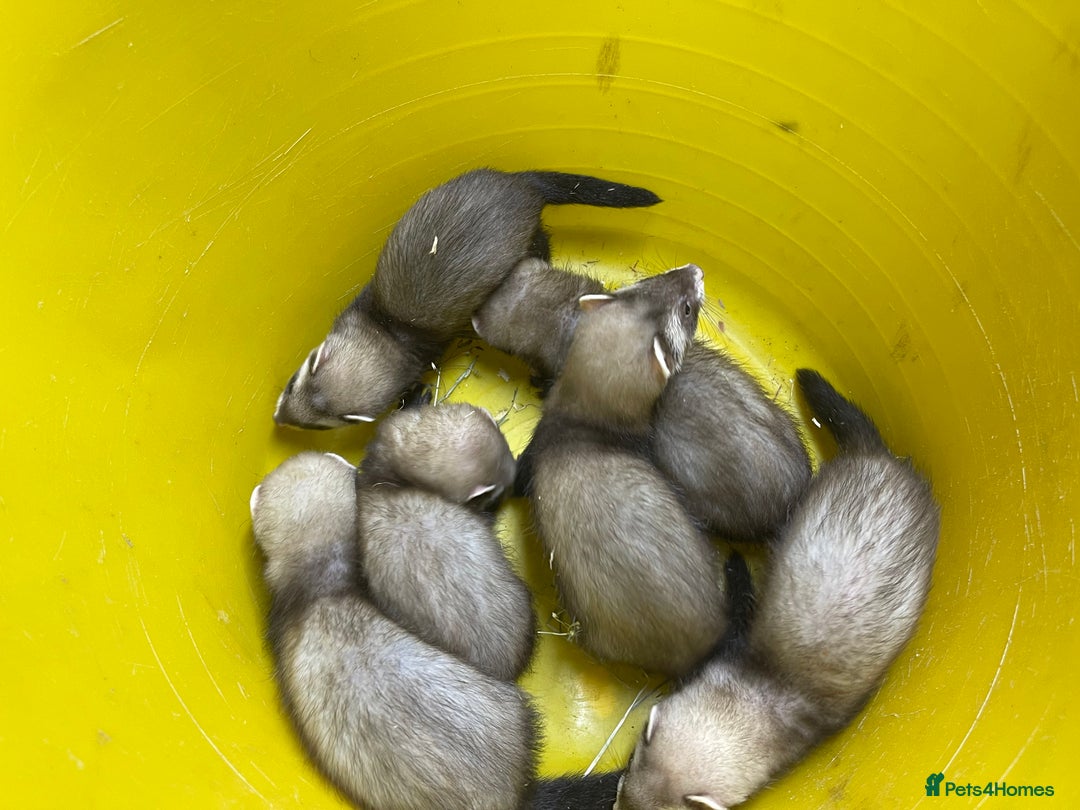 Ferret rodents for sale: Ferret kits for sale  - Image 4