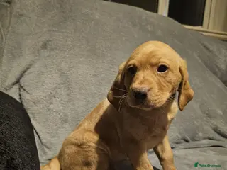 Labrador Retriever dogs Labrador KC registered puppies ( 1 boy left ) - Advert 14