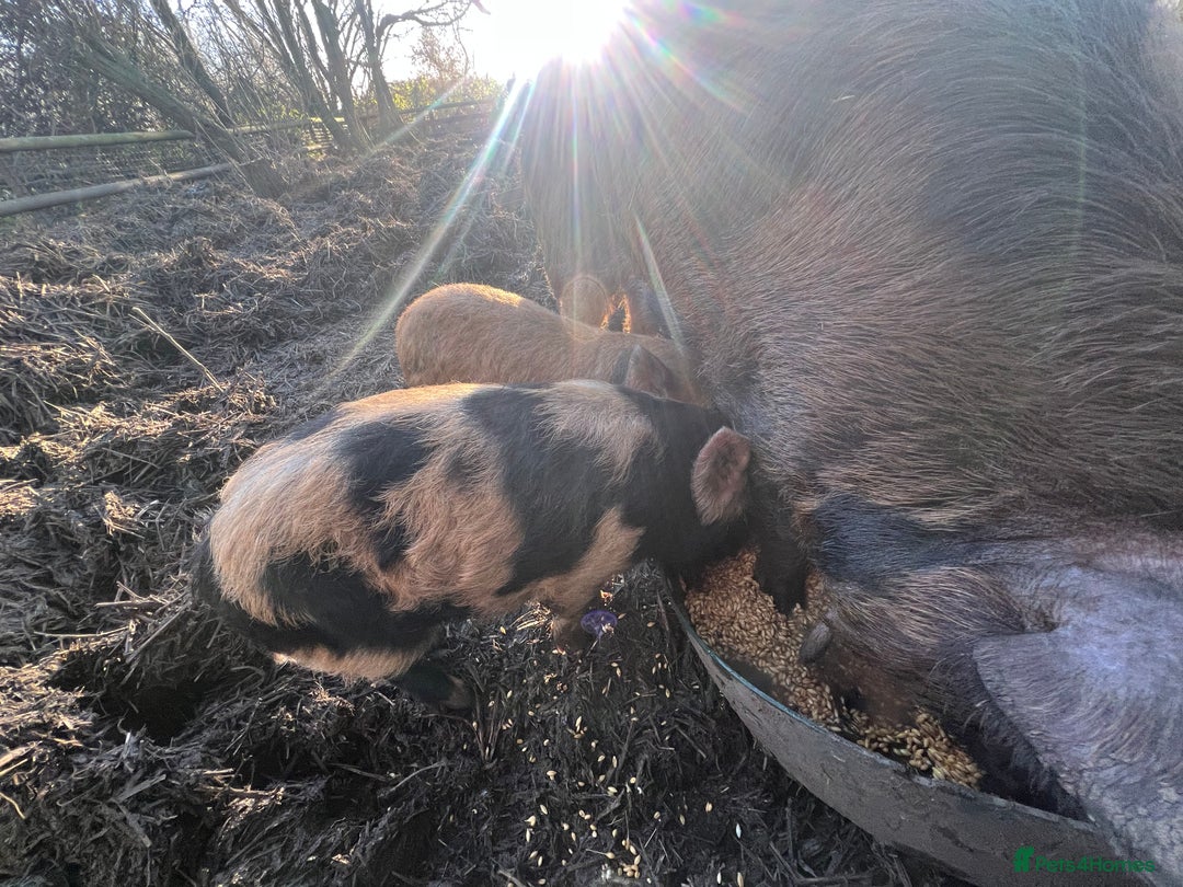 Pig livestock for sale: purebred Kune kune pigs - Advert 4