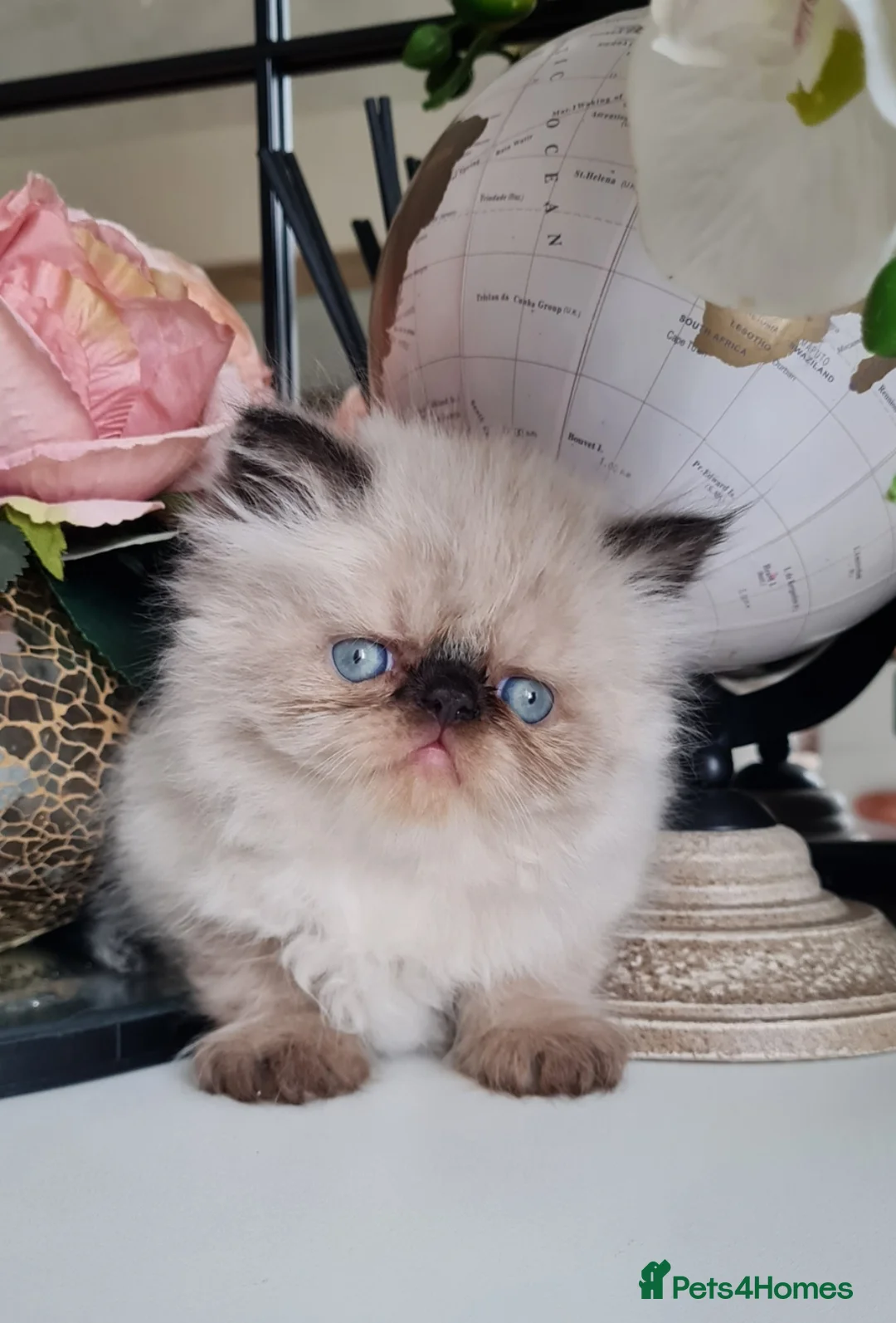 Persian cats for sale: Persian kittens  - Advert 2