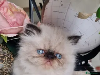 Persian cats Persian kittens - Advert 16