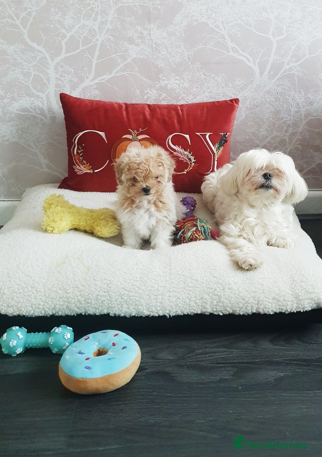 Maltipoo dogs for sale: 🌟💛🌟Precious Biscuit Princess 🌟💛🌟  - Advert 7