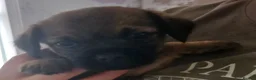 Border Terrier dogs for sale: SLEM clear KC Registered Border Terrier puppies  - Advert 8