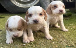 Cocker Spaniel dogs for sale: Coca spanial  - Advert 2