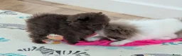 Pomeranian dogs for sale: MOCHI the chocolate pom boy in Sunderland - Advert 12