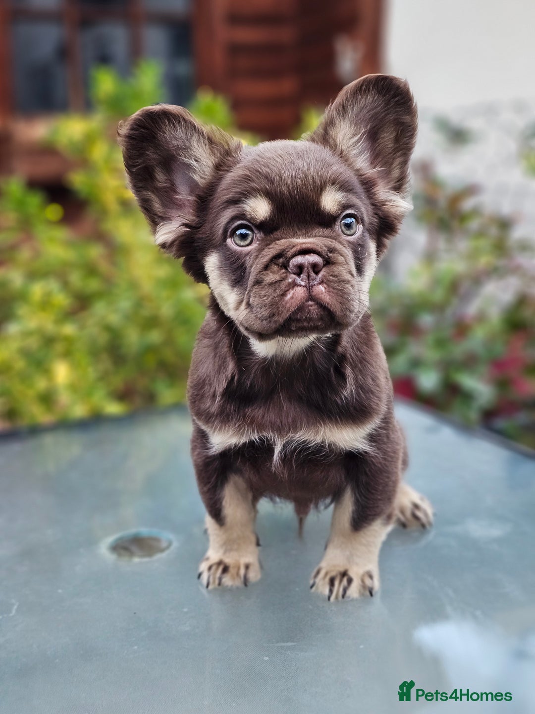 French Bulldog dogs for sale: Chocolate Rojo tan fluffy French bulldog  - Image 10