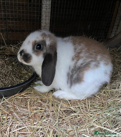 Mini Lop rabbits Lop Bunnies for sale - Advert 3