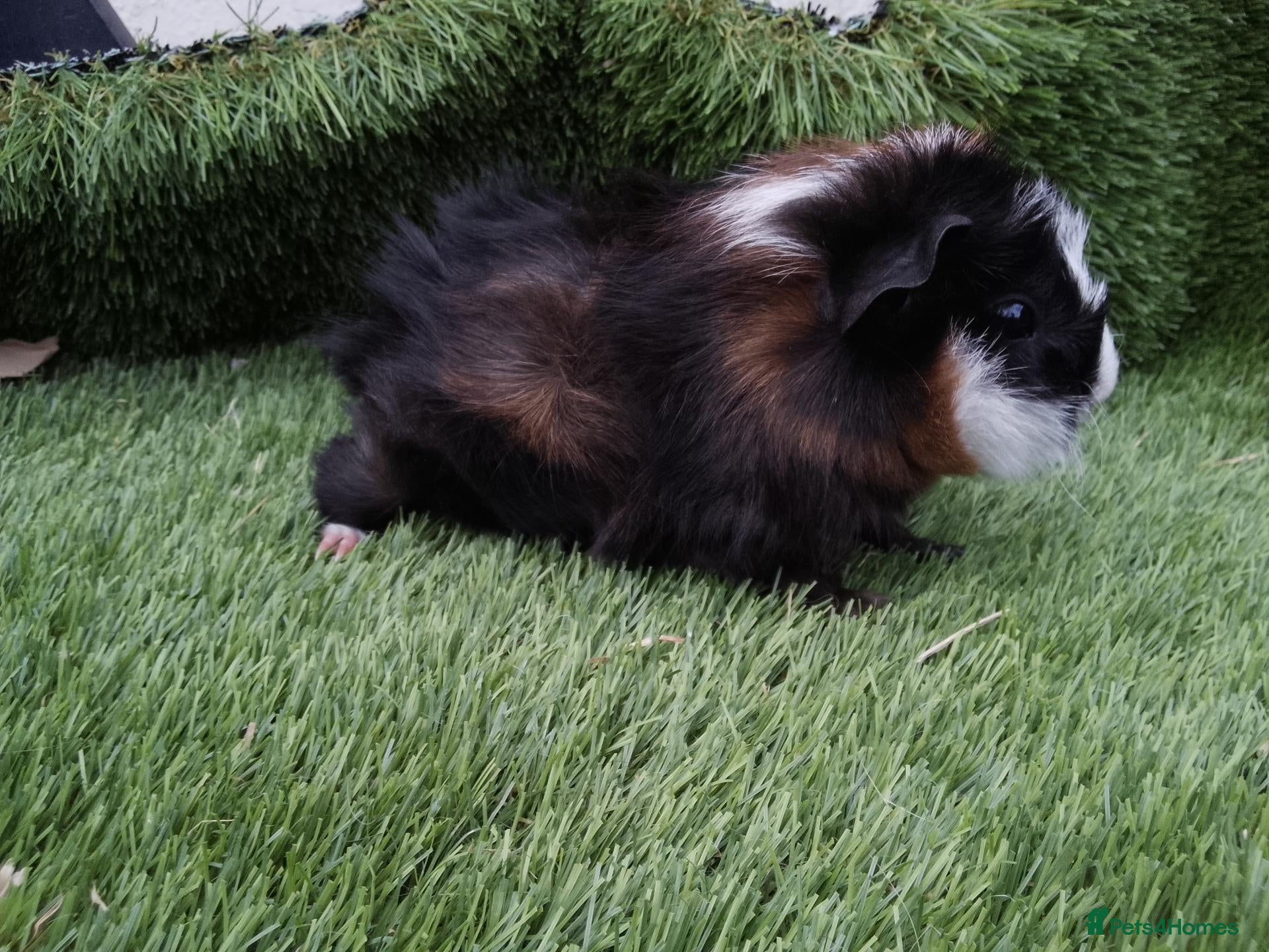 Guinea Pig rodents Abyssinian boys and pet boys  - Advert 2