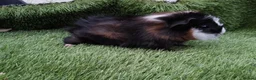 Guinea Pig rodents for sale: Abyssinian boys and pet boys  - Advert 2