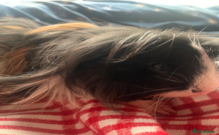 Guinea Pig rodents - Advert 1