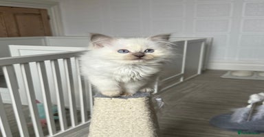 Ragdoll cats - Advert 2