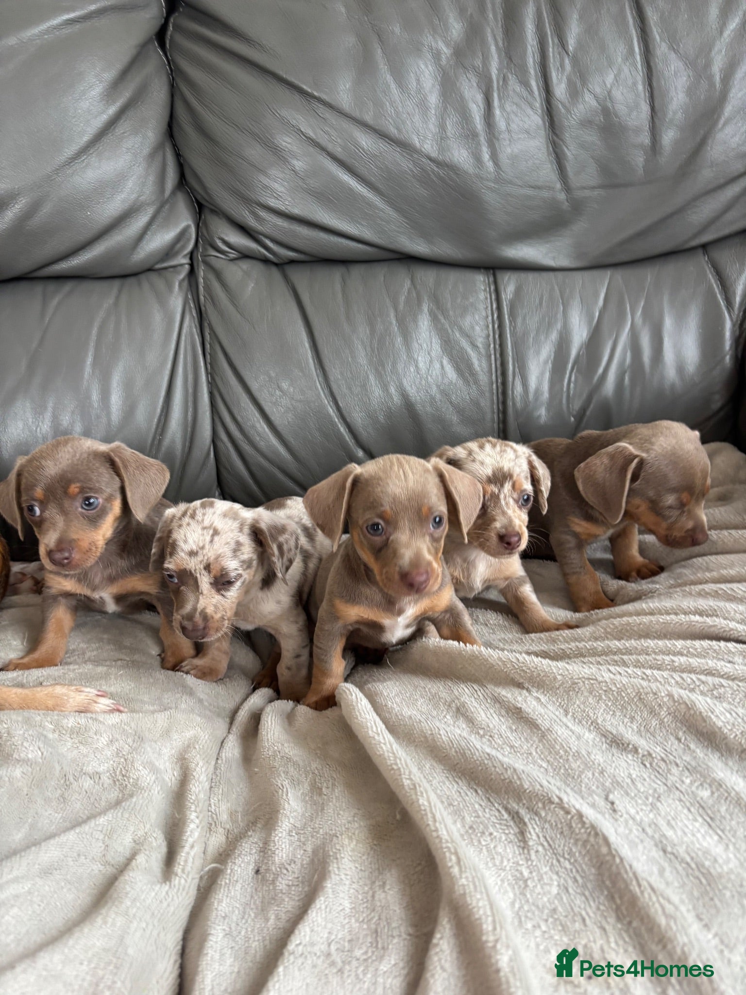 Chiweenie dogs Beautiful Chiweenie Puppies Ready On The 8TH!! - Advert 1